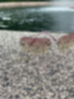 Thumbnail: Vintage Chanel Rimless Sunnies