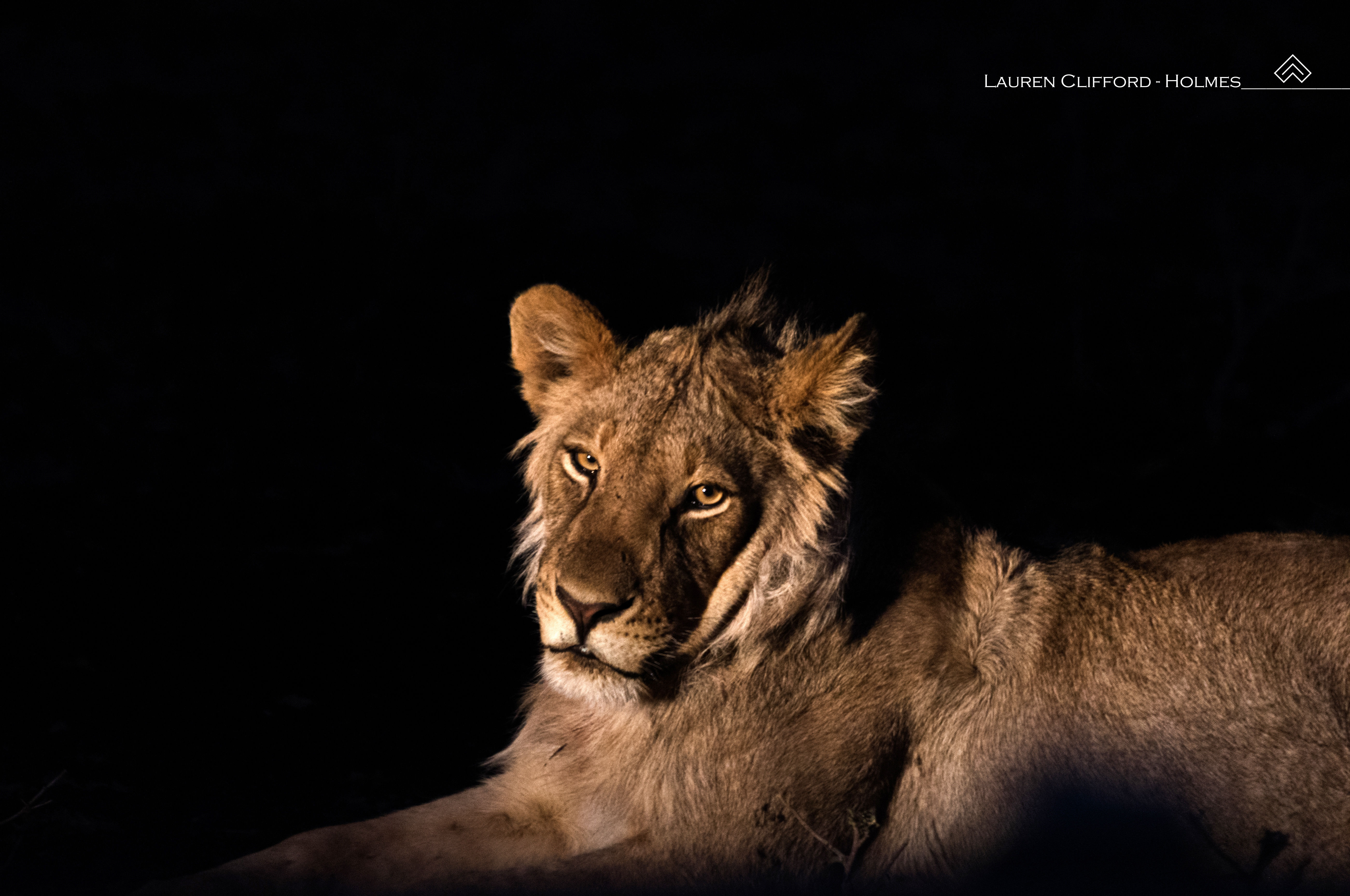 Lion at night (A2)