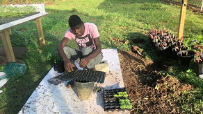 Cultivating Excellence: A Journey Through Kubuli Farms