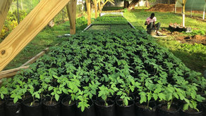 Sustainable Farming Harmony: Cultivating a Greener Future in Dominica