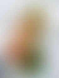 Tunfisch Salat Sandwich