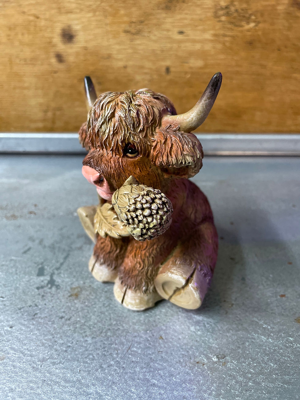 Thumbnail: Highland cow 
