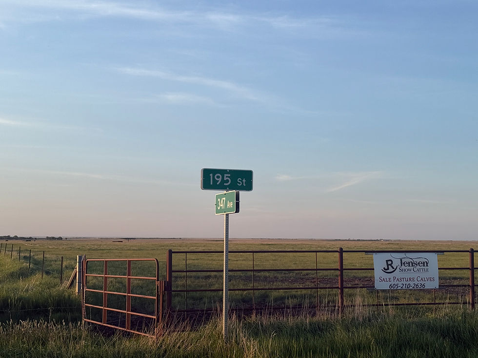 Jensen Show Cattle - South Dakota