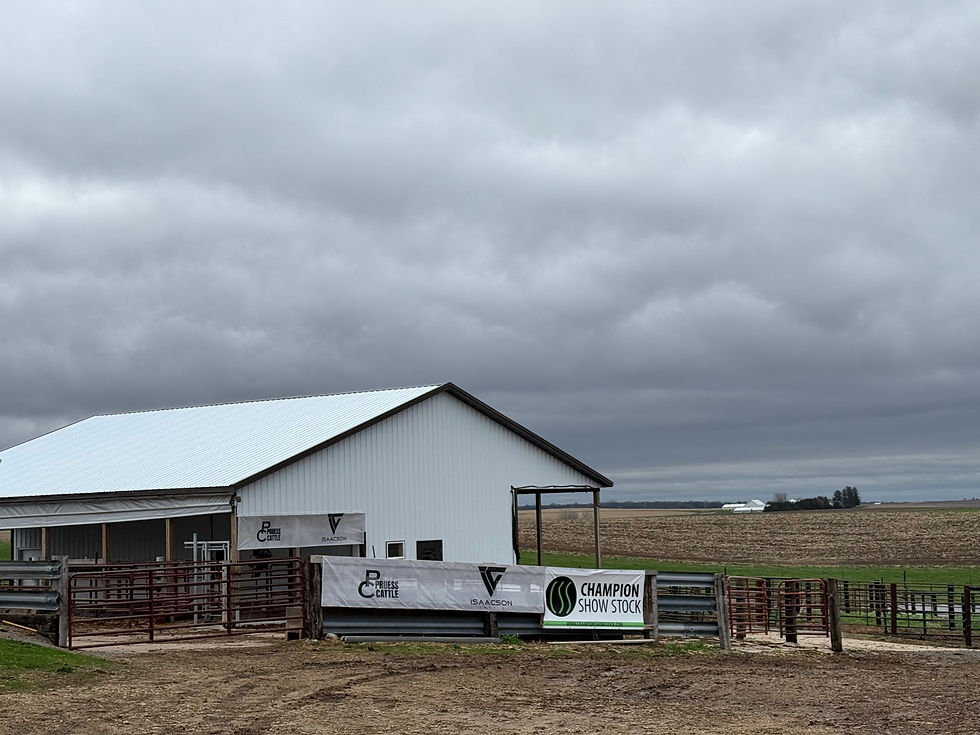 Pruess/Isaacson Cattle - Iowa