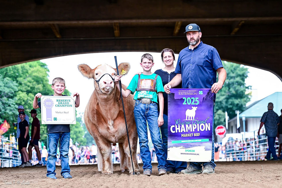 Steck Cattle - Minnesota