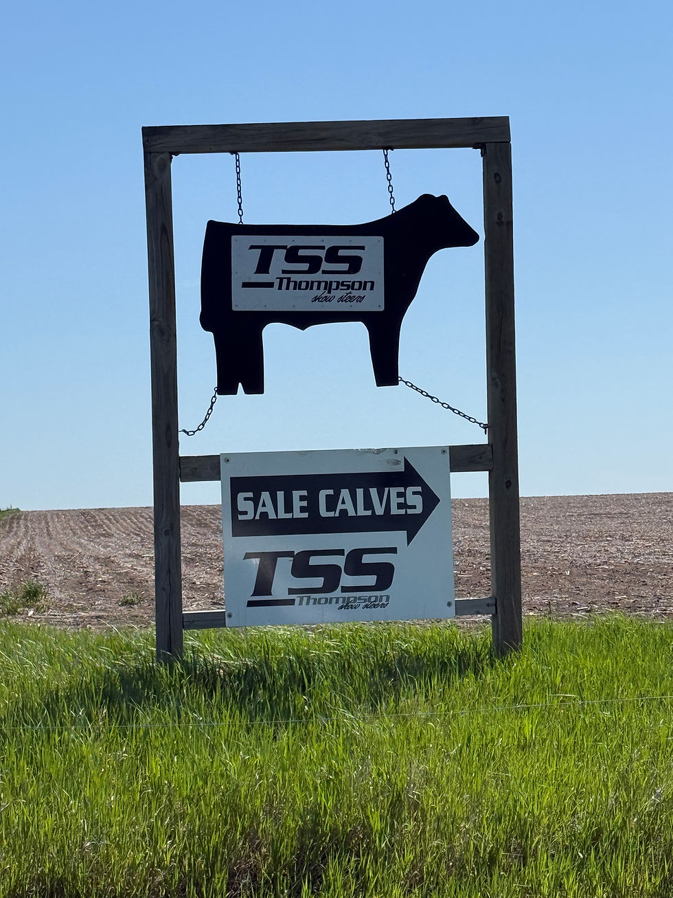 Thompson Show Steers - South Dakota