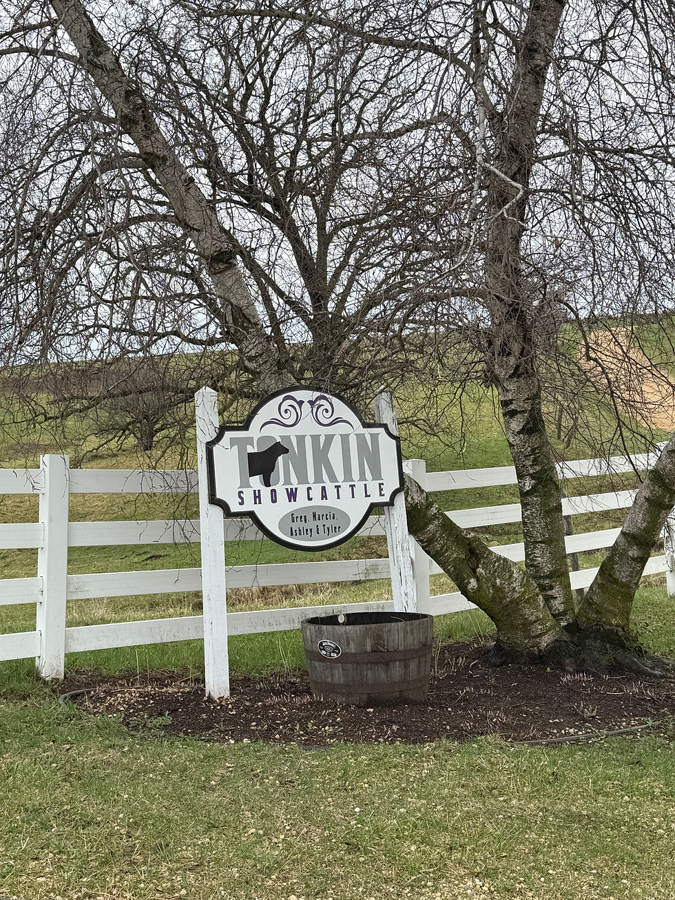 Tonkin Show Cattle - Wisconsin