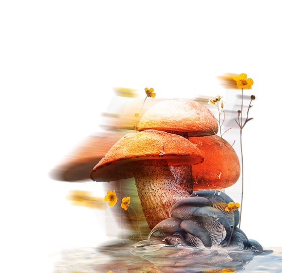 mushroom.png