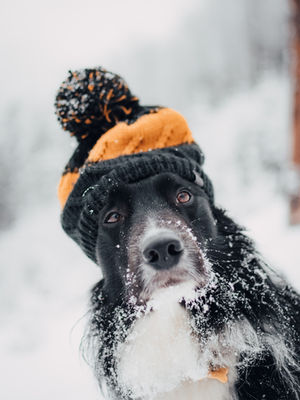How to Keep Your Dog Comfortable in the Winter
