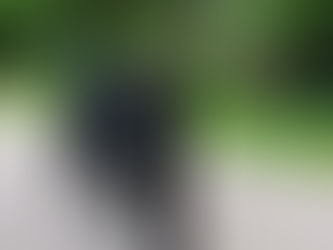 Myths and Misconceptions: Cats