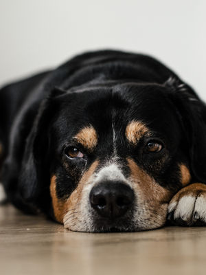 Dog Cancer: How to Spot the Symptoms 