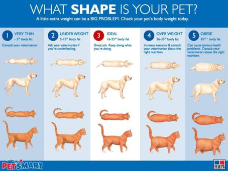 Is Your Pet Overweight?