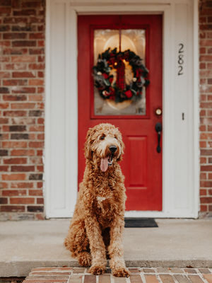 How to Find a Pet Sitter for the Holidays