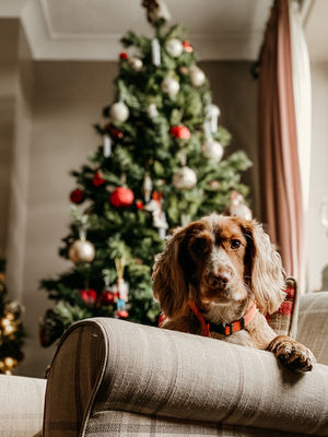What's On Your Pet's Christmas List