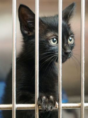 Best Places to Rescue a Pet in Rockville MD