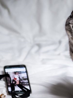 A cat sitting next to a smartphone