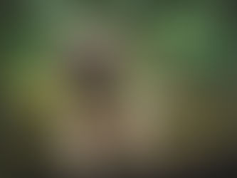 Ecofriendly Pet Products