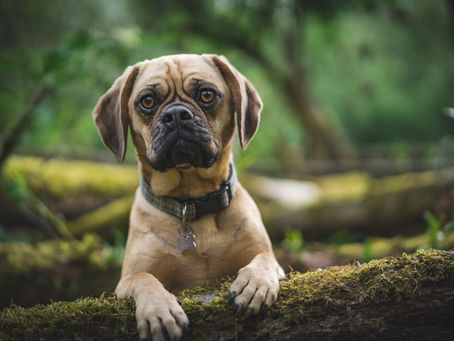 Ecofriendly Pet Products