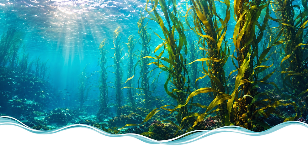 THE_KELP_FOREST_FINAL.png