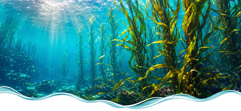 THE_KELP_FOREST_FINAL.png