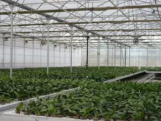 Floricultores de Villa Guerrero exigen solución al desecho de plásticos de invernaderos