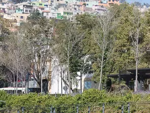 Árboles del Parque de la Ciencia y Plaza de los Mártires presentan estrés hídrico