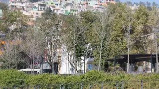 Árboles del Parque de la Ciencia y Plaza de los Mártires presentan estrés hídrico