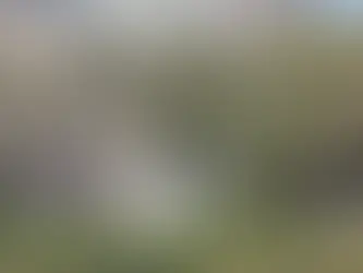 Árboles del Parque de la Ciencia y Plaza de los Mártires presentan estrés hídrico