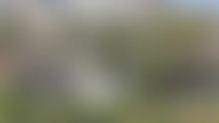 Árboles del Parque de la Ciencia y Plaza de los Mártires presentan estrés hídrico