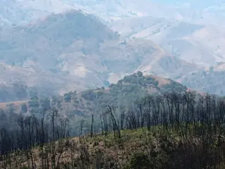 Deforestación en el sur del Estado de México: incendios y plagas intencionadas para sembrar aguacate