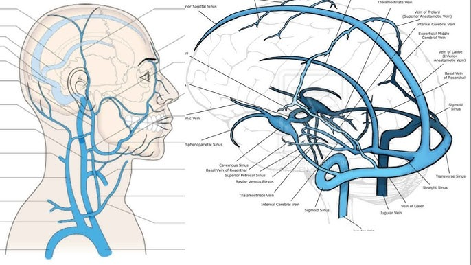 Desenho da drenagem venosa da face mostrando as veias angular, nasais externas, supratroclear, supraorbital e facial, e sua comunicação com o seio cavernoso pela veia oftálmica superior e pelo plexo pterigóideo.