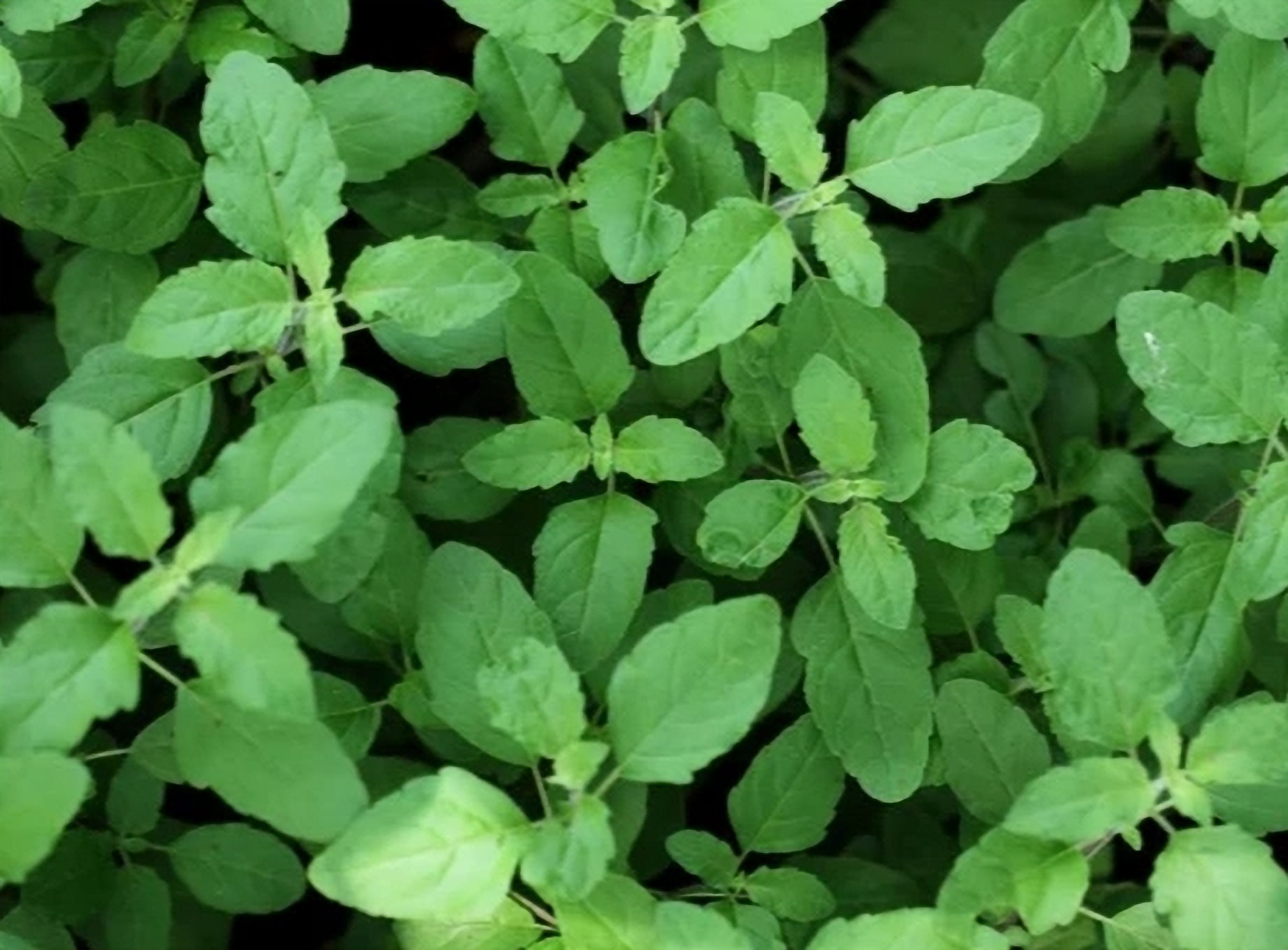 Basilic sacré ou Tulsi (feuille)