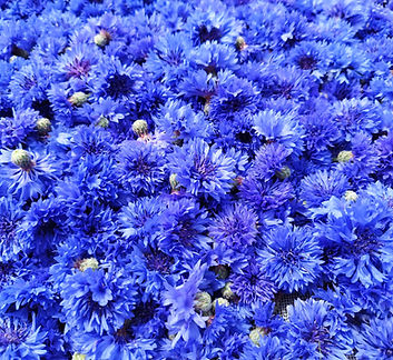 Bleuet au séchage