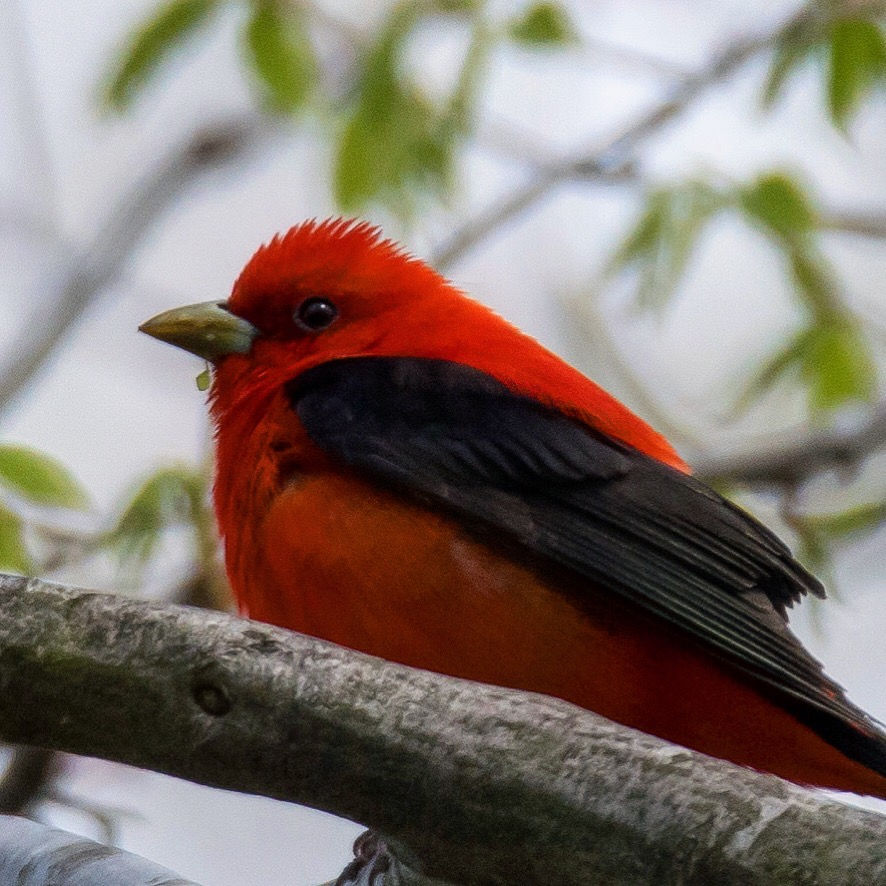 Scarlet Tanager