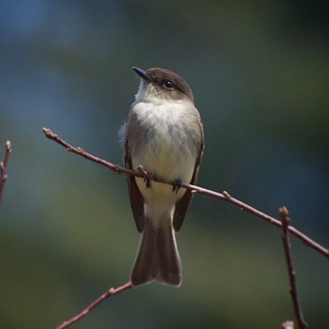 Eastern Phoebe