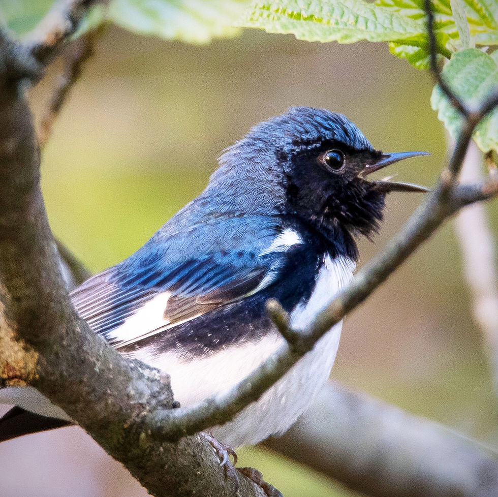 Black-Throated Blue Warbler