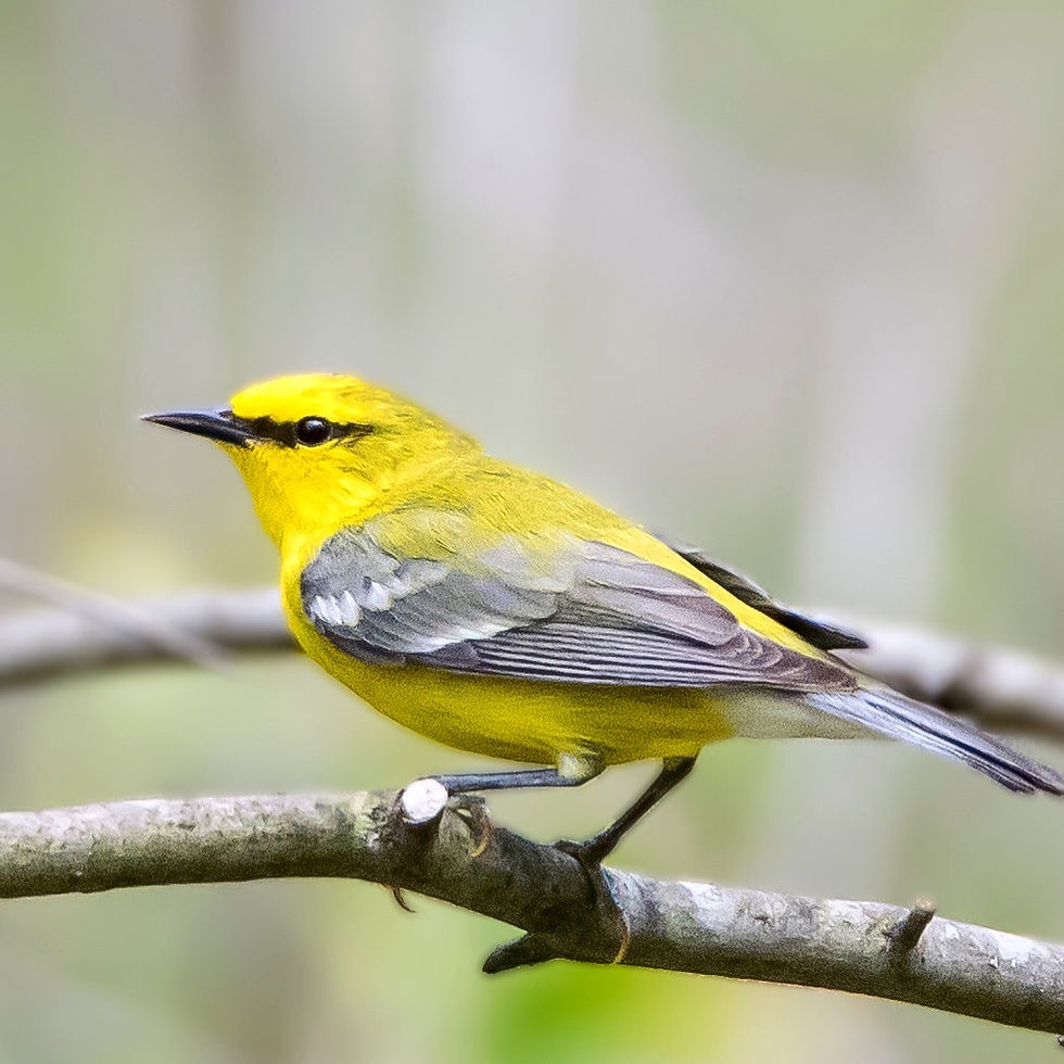 Blue Winged Warbler