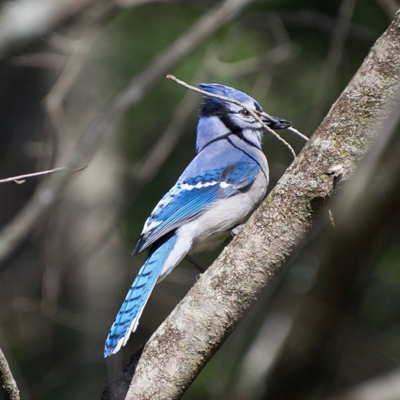 Blue Jay