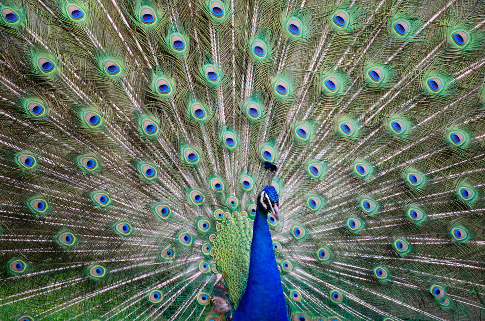Peacock