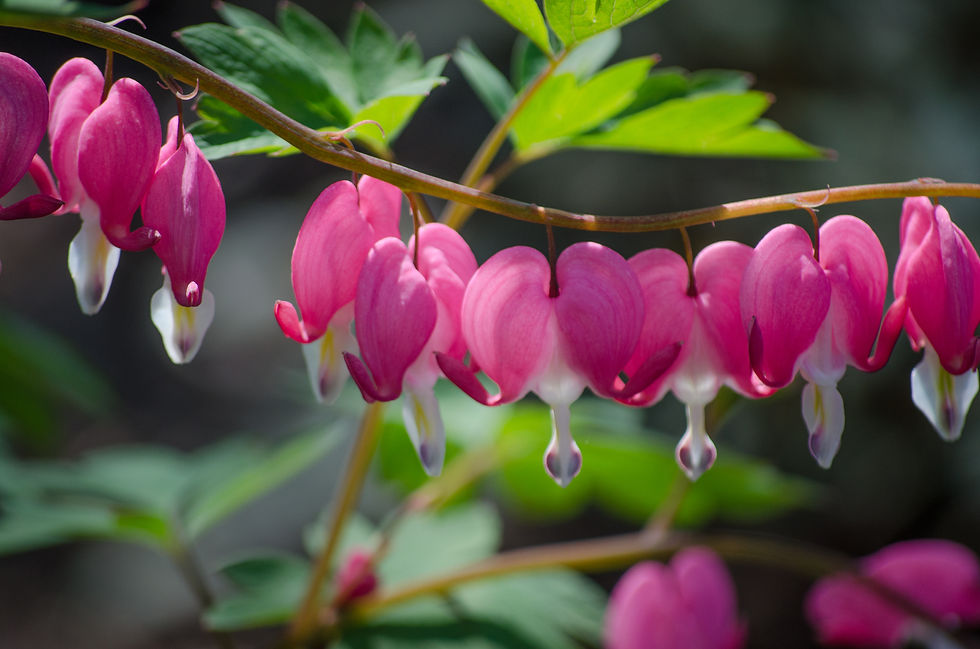 Bleeding Hearts