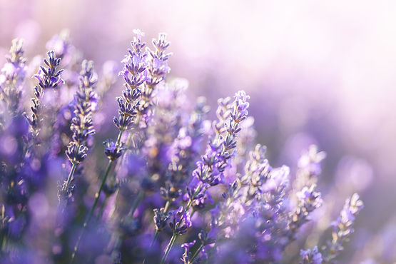 AdobeStock_203555264.jpeg
