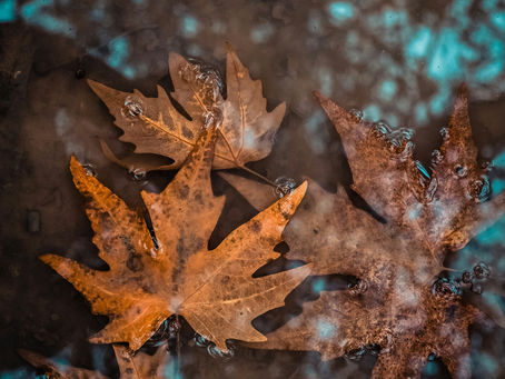 Autumn Leaves