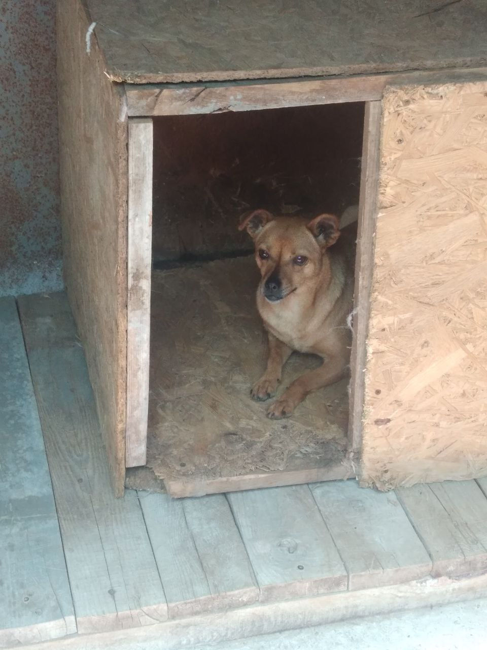 Немає клички