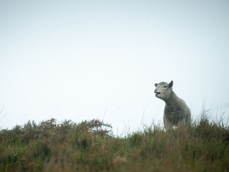 Lost Sheep