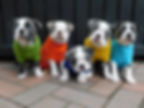 Ivy's adorable pups at almost 7 weeks old.