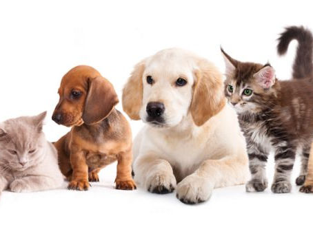 Protecția și drepturile animalelor