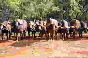 Buffalo at Kilima