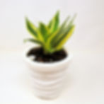 Thumbnail: Super 10" Wave Posie Pot