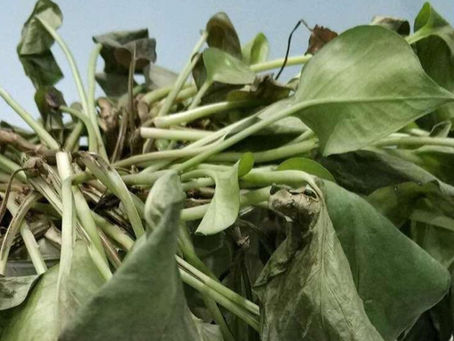 Why Your Plants Keep Dying After Two Weeks (And How to Finally Stop It)