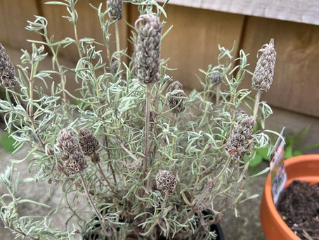 Why Lavender Keeps Dying in Pots — The Watering Paradox Explained
